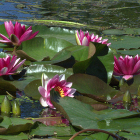 Лилии в пруду