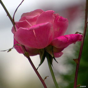 Роза осенняя