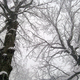 Зимний дуб и снегопад