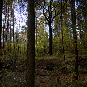 Осень в лесу
