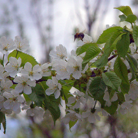 Пчёлка и вишня